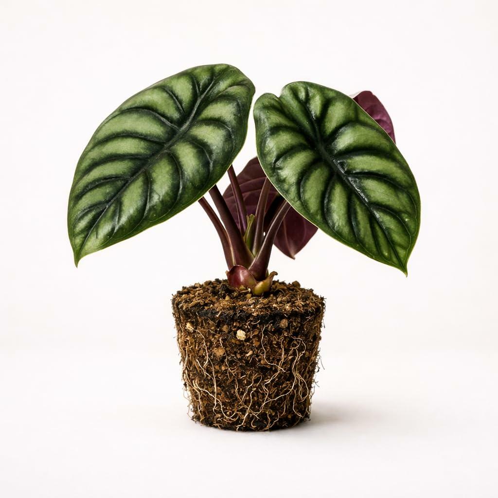 PLANT NOOK Alocasia Cuprea Live Plant Starter Plug | Red Secret Jewel Alocasia | Metallic Copper Leaves | Indoor Tropical Houseplant