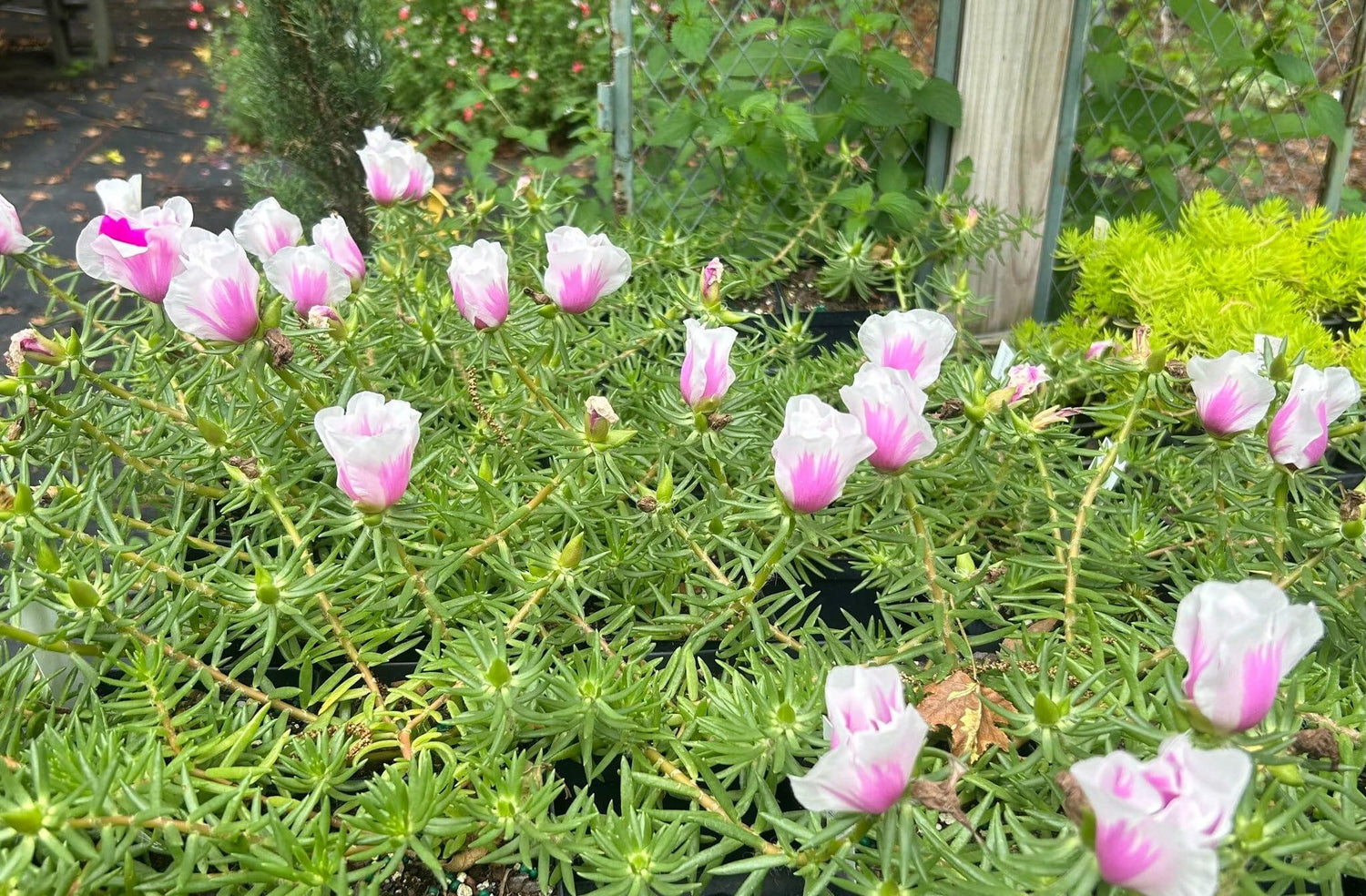 PLANT NOOK Portulaca Samba Peppermint (Moss Rose) Live Plant Starter | Pink and White Peppermint Stripe Blooms | Heat and Drought Tolerant Groundcover | Full Sun, Hanging Baskets and Borders