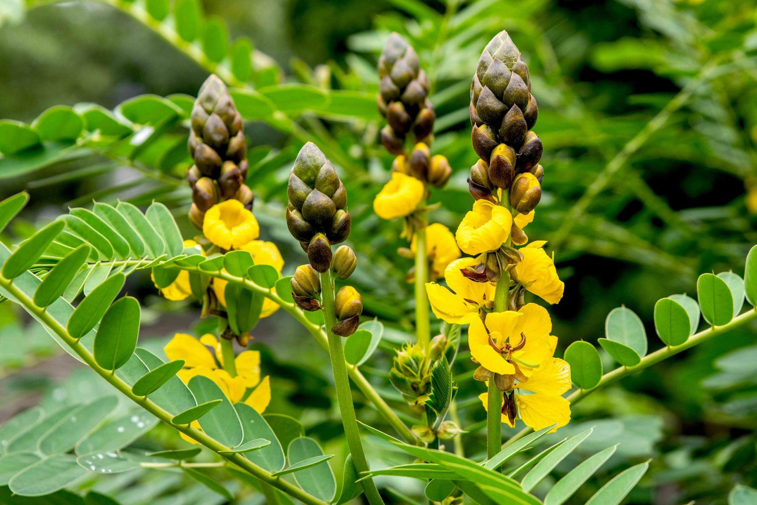 PLANT NOOK Popcorn Cassia (Senna didymobotrya) Live Plant Starter Plug 2-Pack | Bright Yellow Flower Spikes with Popcorn-Scented Foliage | Fast-Growing Tropical Shrub for Patio Pots & Garden Beds