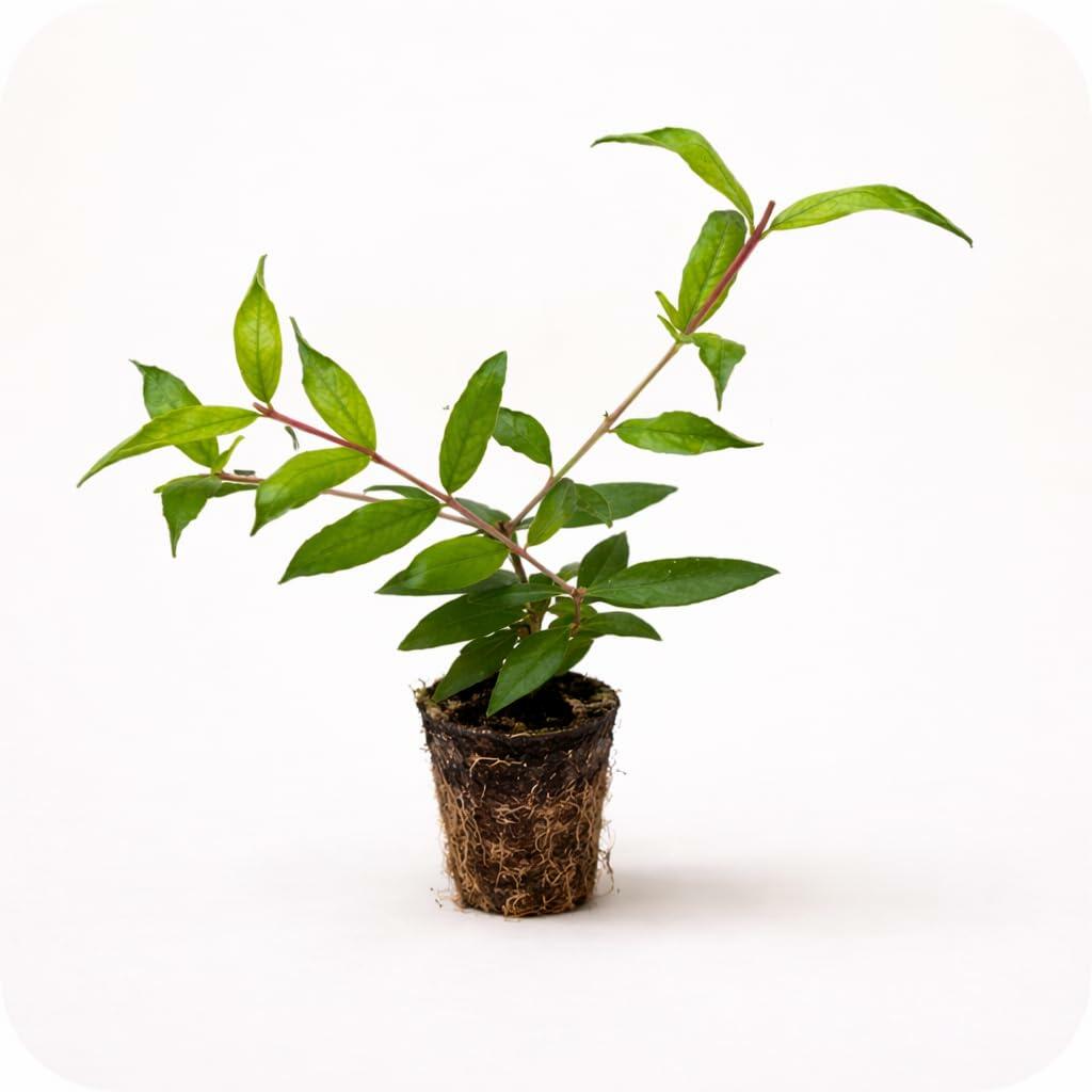 PLANT NOOK Wonderful Pomegranate Tree (Punica granatum Wonderful) Live Plant Starter Plug 2-Pack | Large Deep-Red Fruit with Juicy Arils, Ornamental Red Flowers | Edible Shrub