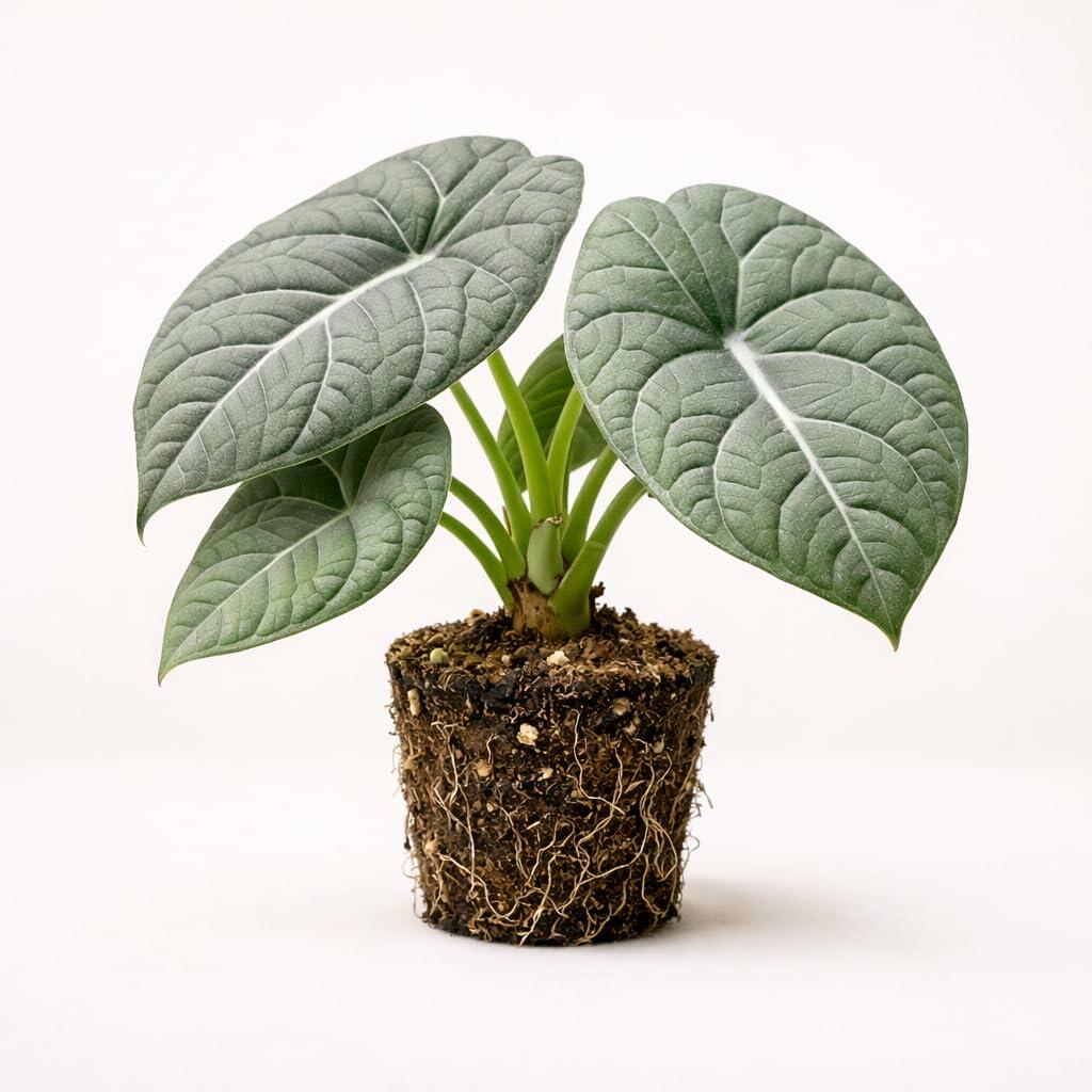 PLANT NOOK Alocasia Maharani Live Plant Starter Plant | Rare Jewel Alocasia Houseplant | Thick Textured Leaves | Bright Indirect Light Tropical Plant