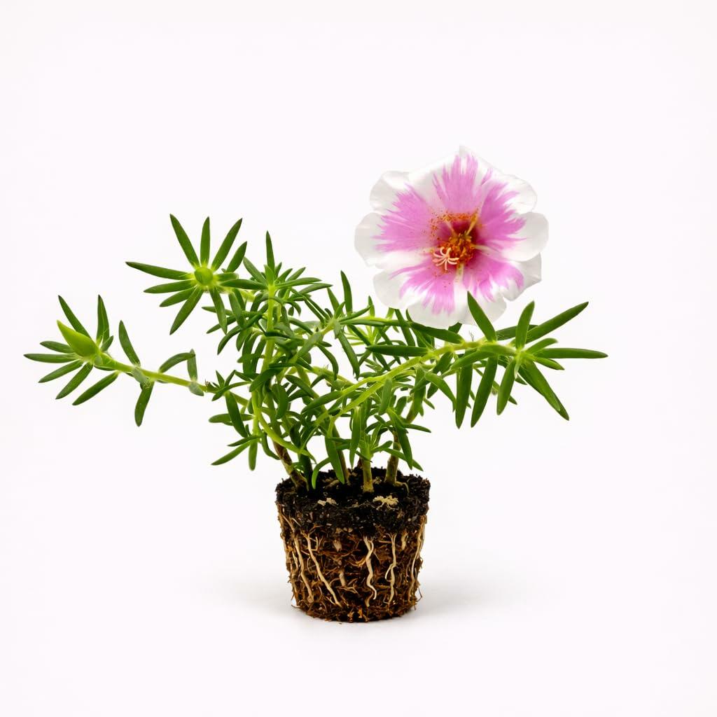 PLANT NOOK Portulaca Samba Peppermint (Moss Rose) Live Plant Starter | Pink and White Peppermint Stripe Blooms | Heat and Drought Tolerant Groundcover | Full Sun, Hanging Baskets and Borders
