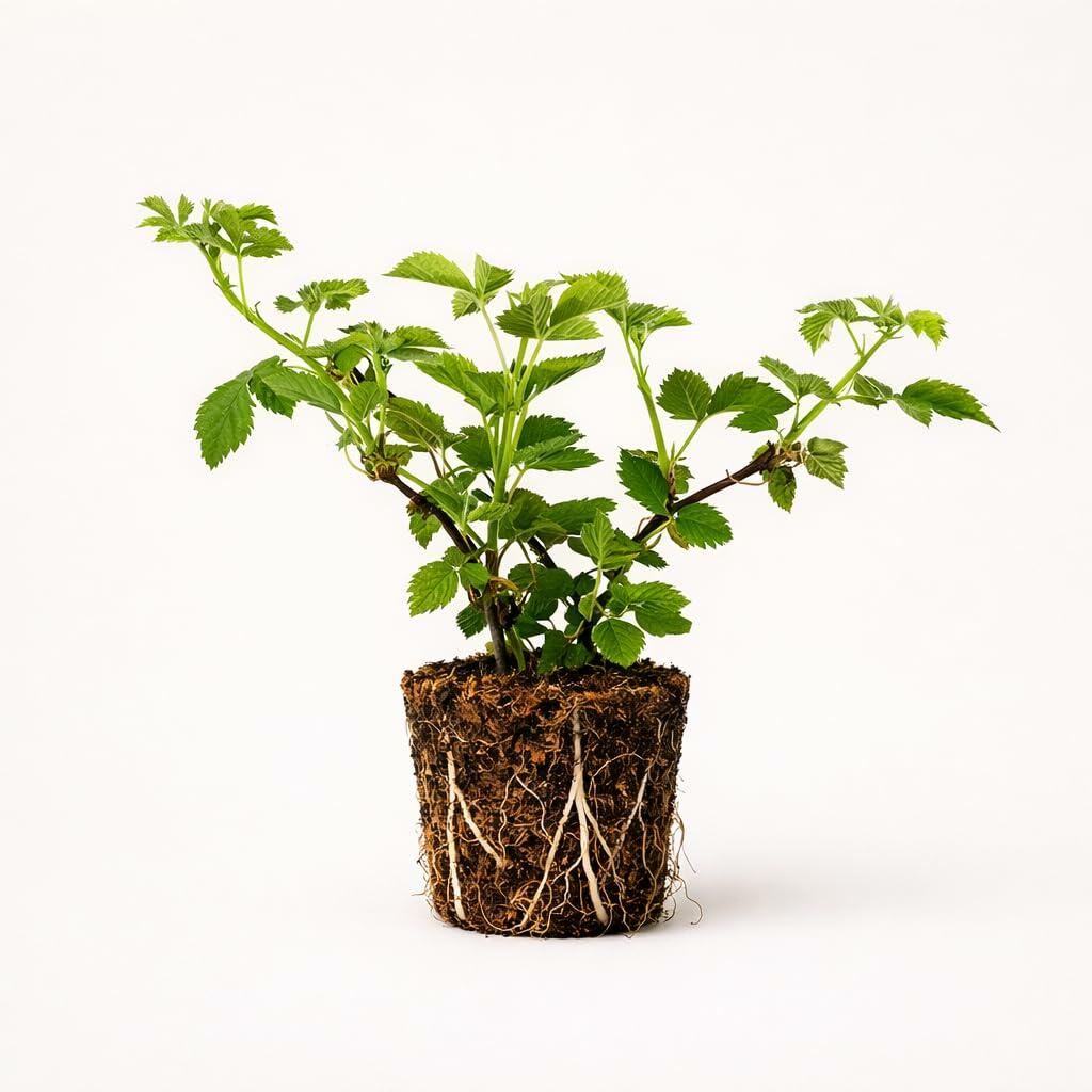 PLANT NOOK Arapaho Thornless BlackBerry Live Plant Starter Plug 2-Pack | Early Ripening Erect Berry Bush with Small Seeds | Home Orchard Fruit Plant | Full Sun