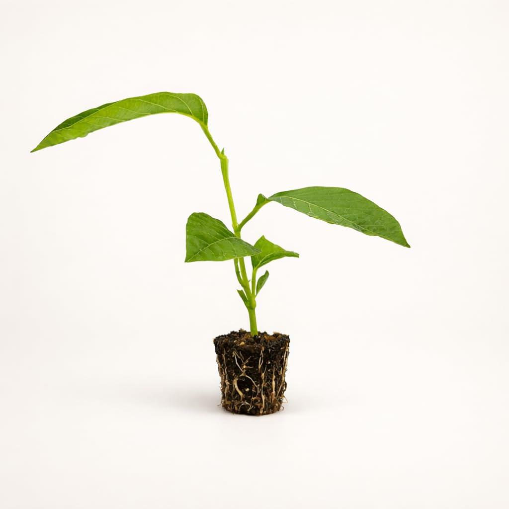 PLANT NOOK Giant Granadilla Vine (Passiflora quadrangularis) Live Plant Starter | Tropical Passionflower with Huge Edible Fruit | Fast Climbing Vine for Trellis | Full Sun, Warm Climate Plant