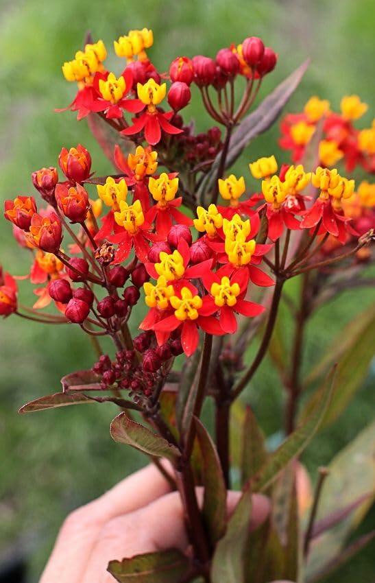 PLANT NOOK Tropical Milkweed Silky Red (Asclepias curassavica) Live Plant Starter Plug 2-Pack | Deep Red & Yellow Flower Clusters, Monarch Host Plant for Butterfly Gardens