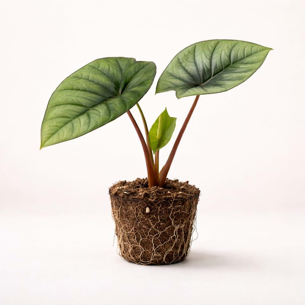 PLANT NOOK Alocasia Platinum Live Plant Starter Plug | Silver Tone Alocasia Houseplant | Rare Tropical Indoor Foliage Plant | Bright Indirect Light