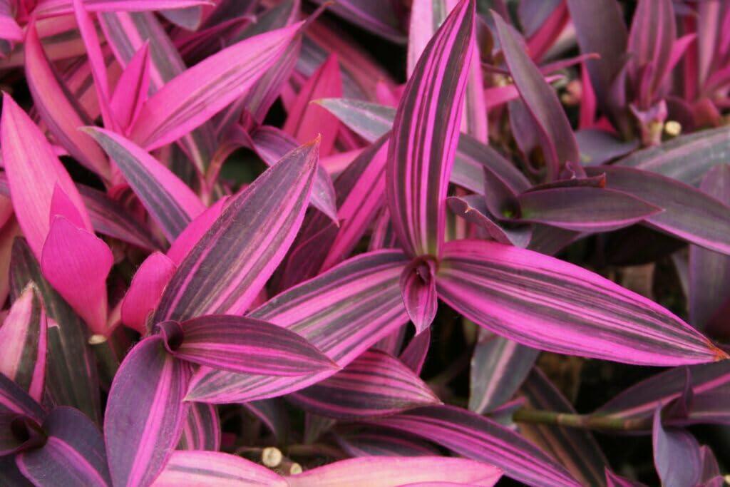 PLANT NOOK Setcreasea Varigated (Tradescantia pallida Variegata) Live Plant Starter | Pink and Cream Striped Purple Heart | Trailing Groundcover or Hanging Basket Plant