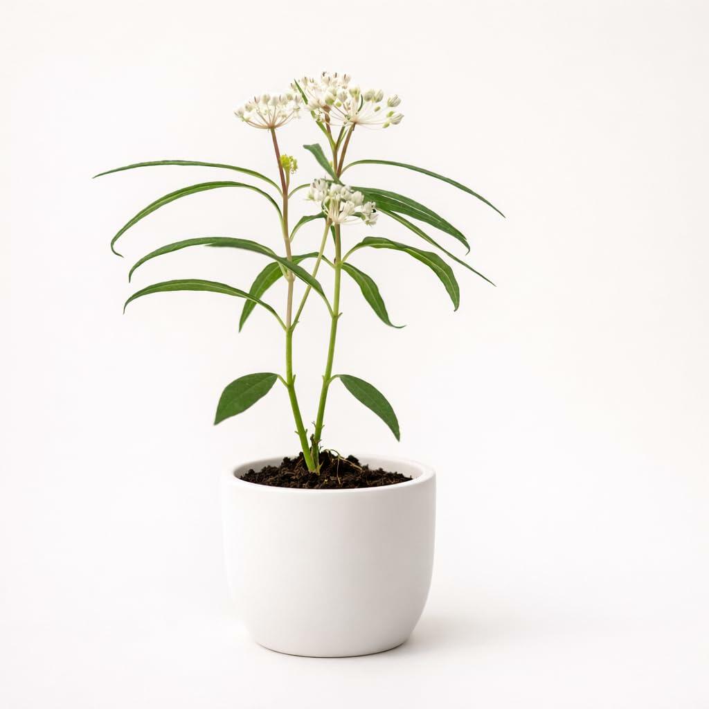 PLANT NOOK White Tropical Milkweed (Asclepias curassavica) Live Plant Starter Plug 2-Pack | White Flower Clusters for Butterfly Gardens, Monarch Host Plant