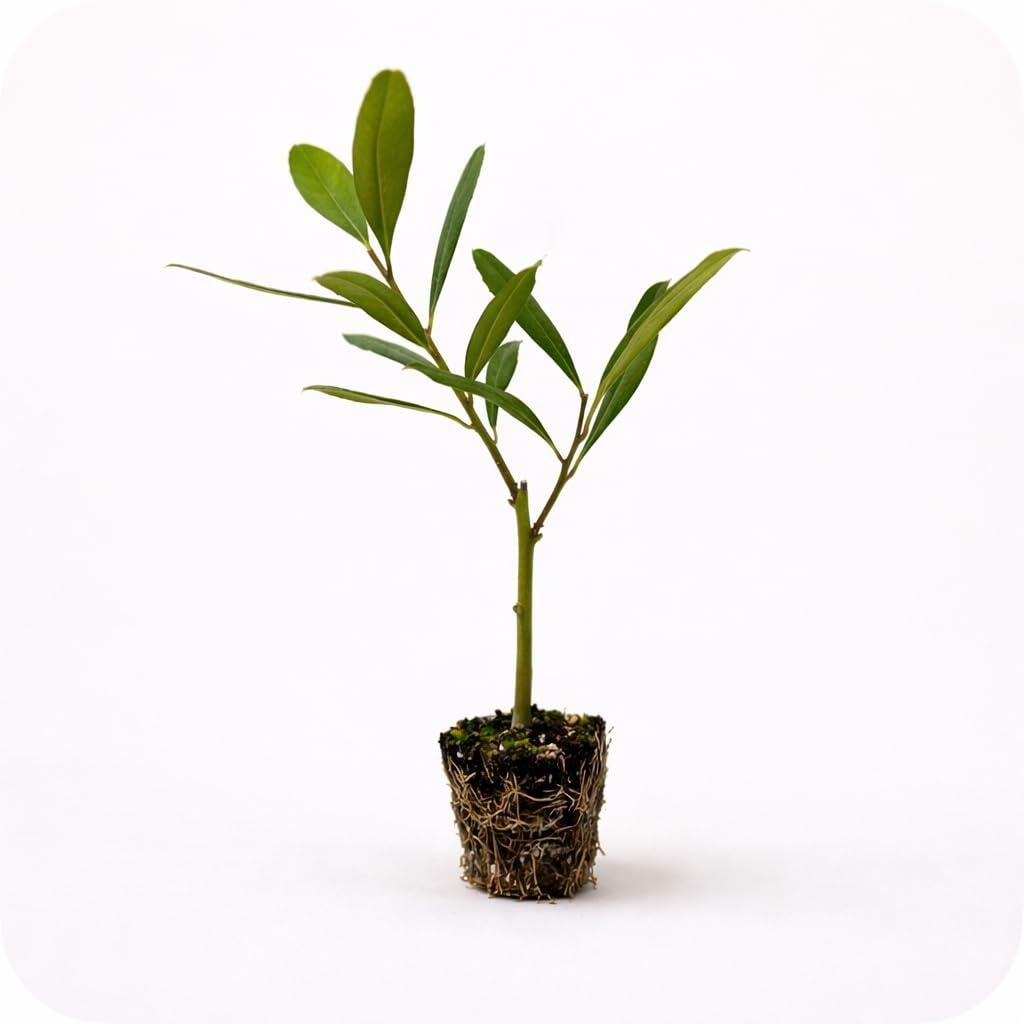 PLANT NOOK Yerba Mate Plant (Ilex paraguariensis) Live Starter | Caffeinated Tea Leaf Holly, Evergreen Shrub or Small Tree | Container Friendly, Full Sun to Partial Shade | Warm Climate Plant