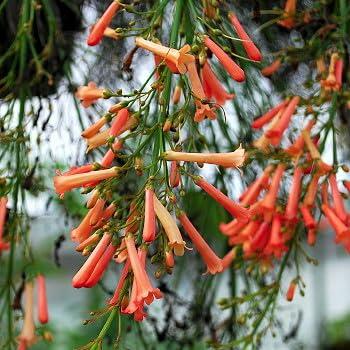 PLANT NOOK Russelia Firecracker Salmon Live Plant Starter | Salmon Tubular Blooms for Hummingbirds | Cascading Fountain Habit for Hanging Baskets & Pots | Full Sun, Heat Tolerant, Easy Care