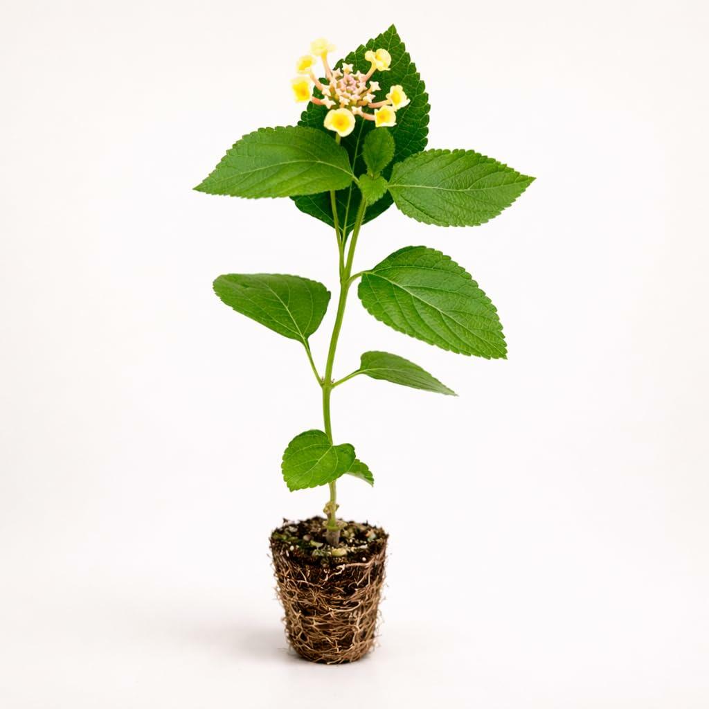 PLANT NOOK Lantana Camara Irene Live Plant Starter | Multicolor Pink Magenta Yellow Blooms | Spreading Groundcover Spiller for Pots & Hanging Baskets | Full Sun, Heat & Drought Tolerant