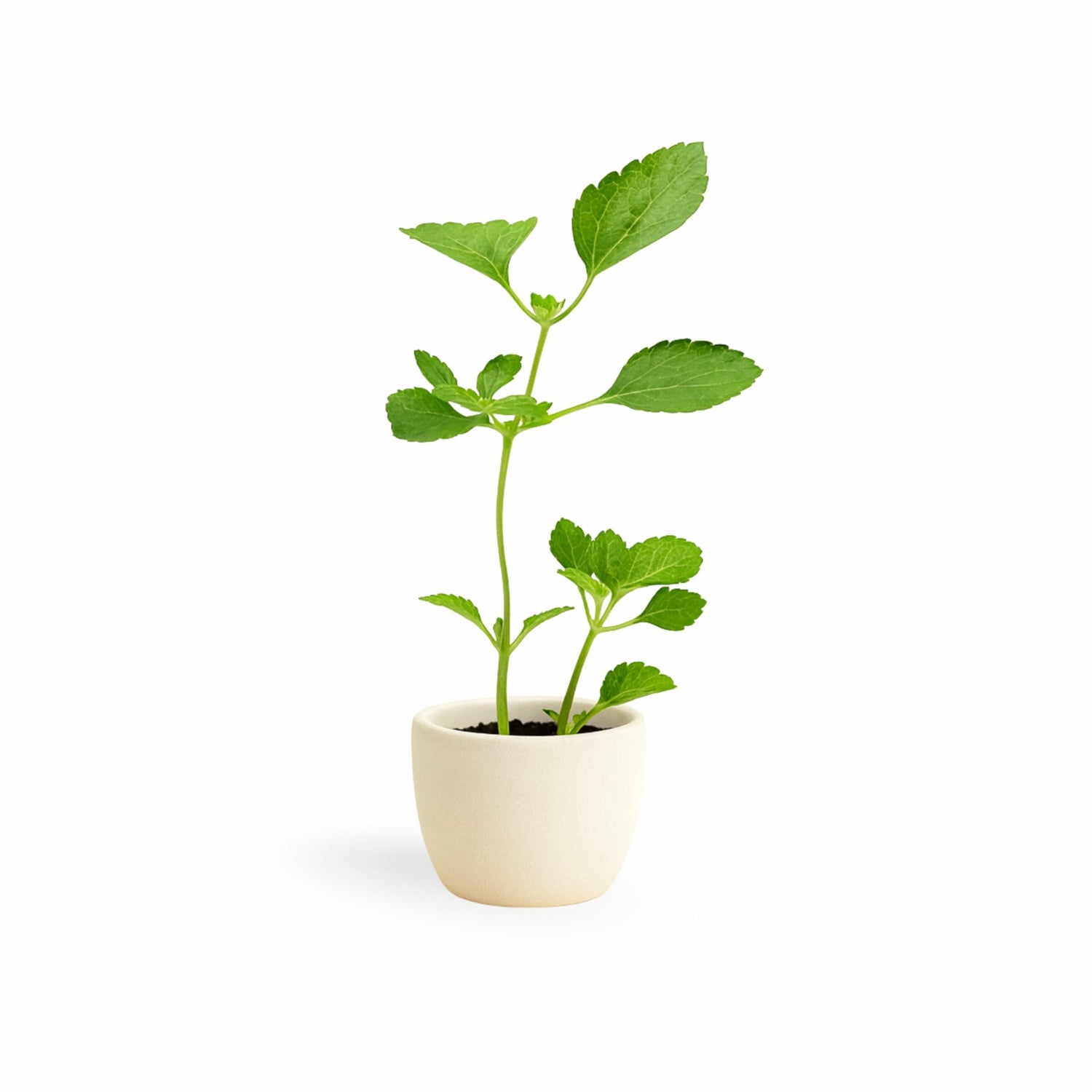 PLANT NOOK Spreading Sunset Lantana (Lantana Camara) Live Plant Starter | Sunset Orange-Red Blooms, Spreading Groundcover | Spills from Hanging Baskets & Pots | Full Sun, Heat & Drought Tolerant