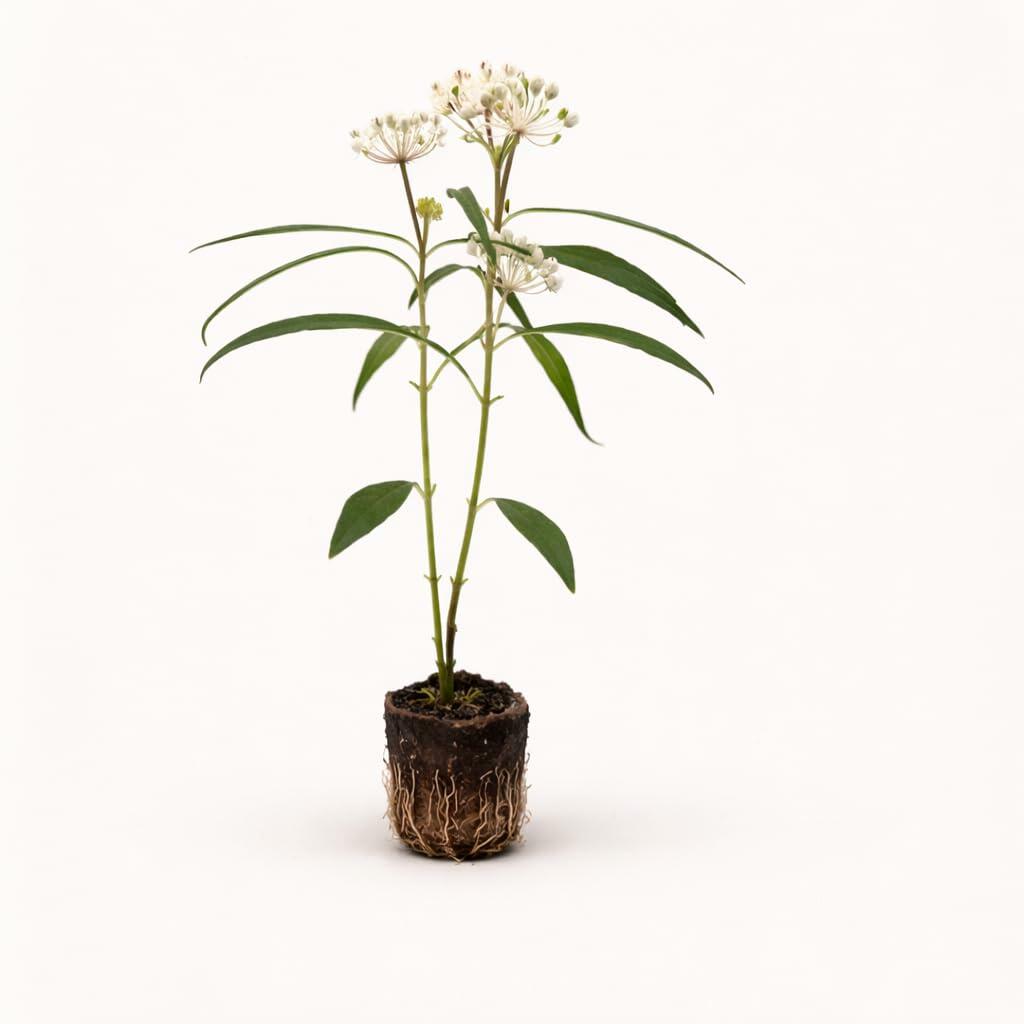 PLANT NOOK White Tropical Milkweed (Asclepias curassavica) Live Plant Starter Plug 2-Pack | White Flower Clusters for Butterfly Gardens, Monarch Host Plant