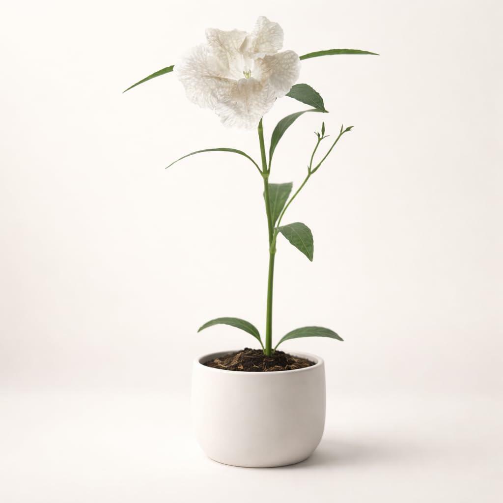 PLANT NOOK Ruellia White (Mexican Petunia) Live Plant Starter Plug 2-Pack | Crisp White Blooms, Easy Care Perennial | Full Sun to Part Shade | Heat Tolerant Border or Container Plant
