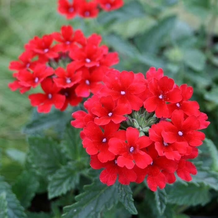 PLANT NOOK Homestead Red Verbena Live Plant Starter 2 Packs| Bright Red Blooms Spring to Frost | Spreading Groundcover for Beds, Borders, Hanging Baskets