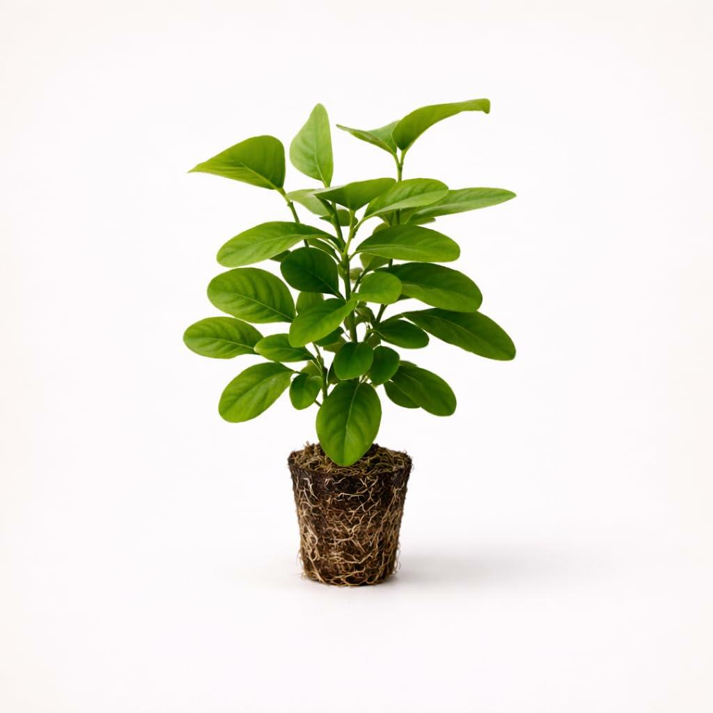 PLANT NOOK Yellow Mandevilla Vine (Mandevilla spp.) Live Plant Starter | Bright Yellow Trumpet Flowers | Fast Climbing Trellis Vine for Patio Pots | Full Sun to Partial Shade, Warm-Climate Plant