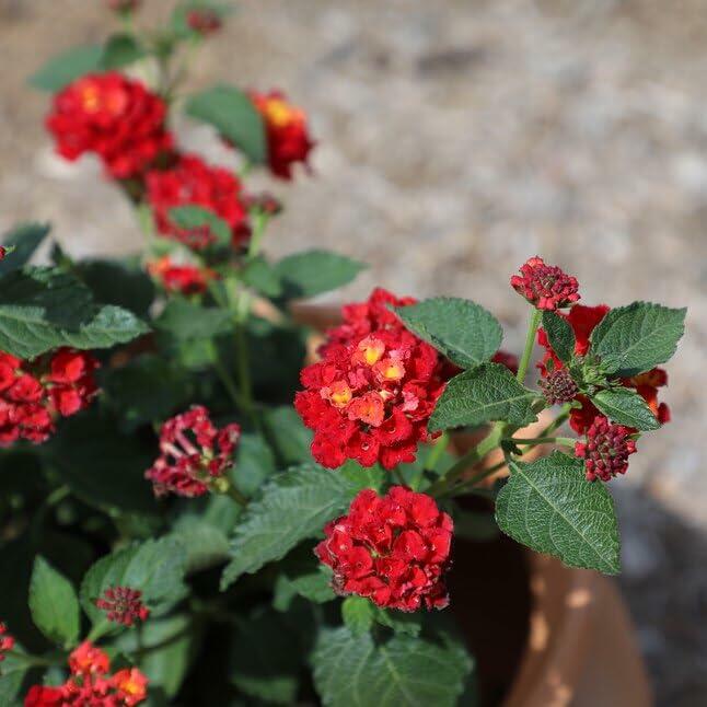 PLANT NOOK Lantana Camara Dallas Red Live Plant Starter | Red-Orange-Yellow Flower Clusters, Long Bloom Season | Full Sun, Heat & Drought Tolerant | Pots, Baskets, Borders | Pollinator Plant