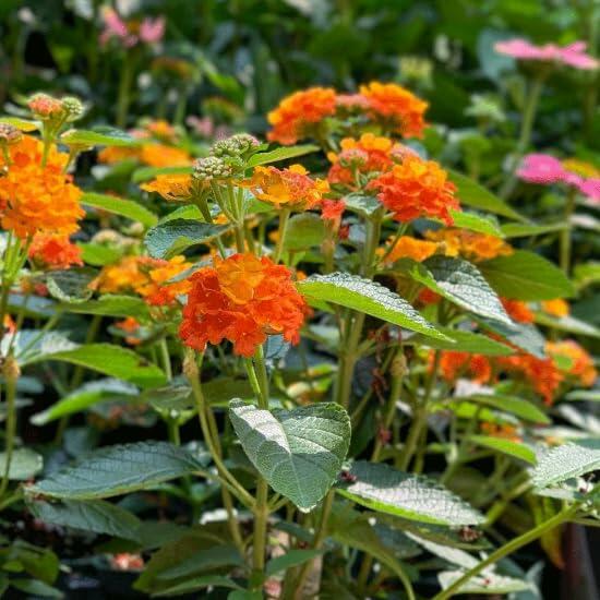 PLANT NOOK Lantana Bright Orange Live Plant | Lantana Camara | Bright Orange Flower Clusters | Heat & Drought Tolerant | Full Sun | Patio Pots, Hanging Baskets & Borders