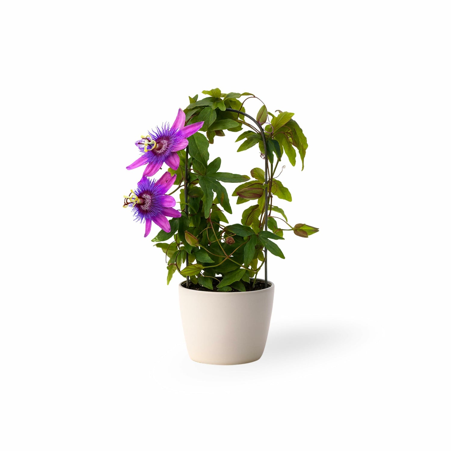 PLANT NOOK Passiflora 'Lady Lavender' Live Plant Starter Plug 2-Pack | Lavender Passion Flower Vine for Trellis, Fence & Garden | Tropical, Full Sun, Drought Tolerant Plant