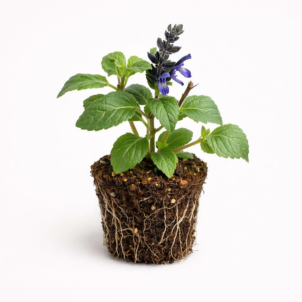 PLANT NOOK Salvia Black and Blue Live Plant Starter Plug 2-Pack | Deep Blue Flowers with Dark Calyx | Hummingbird Magnet | Full Sun Pollinator Garden Plant