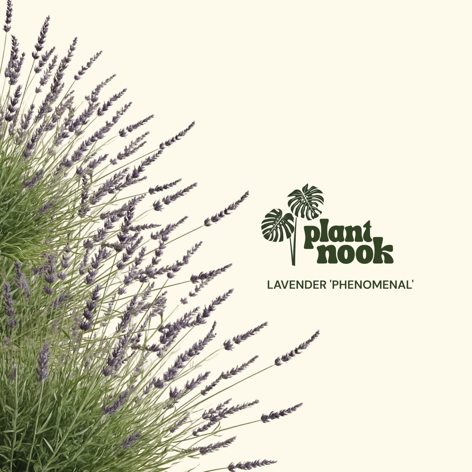 PLANT NOOK Lavender 'Phenomenal' Live Plant Starter Plug 2-Pack | Fragrant Purple Flowering Herb for Hedges, Gardens & Containers | Cold Hardy, Heat Tolerant, Drought Resistant