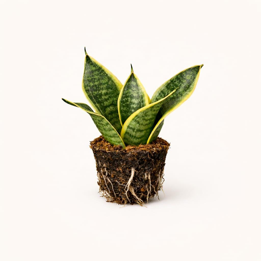 PLANT NOOK Snake Plant 'Sansevieria Laurentii' Live Plant 1 Pack Medium Size | Variegated Yellow Edge Indoor Houseplant Hardy Low Light Drought Tolerant Easy Care Plant