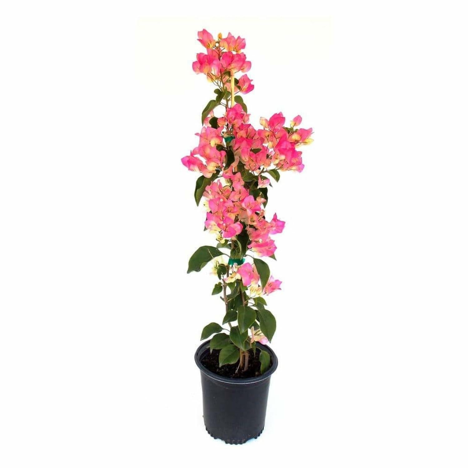 PLANT NOOK Bougainvillea 'Thai Delight' Live Plant Starter Plug 2-Pack | Pink Magenta Flowering Climbing Vine for Trellis, Balcony & Garden | Drought Tolerant, Full Sun Tropical Plant