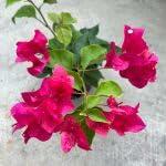 PLANT NOOK Bougainvillea 'Barbara Karst' Live Plant Starter Plug 2-Pack | Magenta Red Flowering Climbing Vine for Trellis, Fence & Garden | Fast Growing, Drought Tolerant, Full Sun Tropical Plant