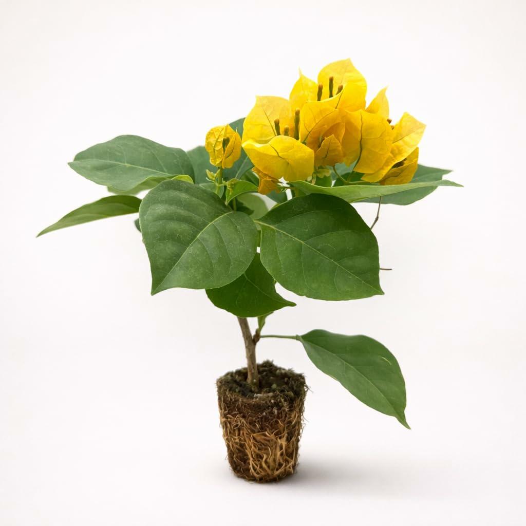 PLANT NOOK Bougainvillea 'California Gold' Live Plant Starter Plug 2-Pack | Golden Yellow Flowering Climbing Vine for Trellis, Fence & Landscape | Fast Growing, Full Sun, Tropical Plant