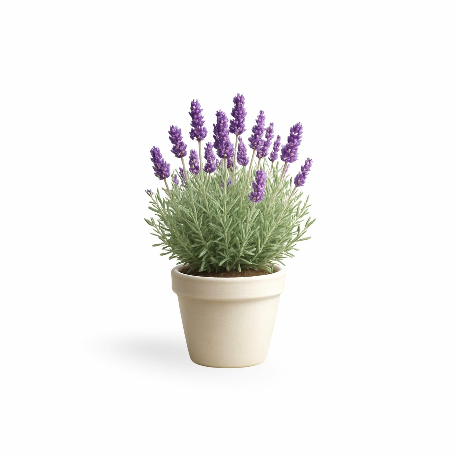 PLANT NOOK Lavender 'Provence' Live Plant Starter Plug 2-Pack | Violet Blue Fragrant Flowering Herb for Hedges, Borders & Containers | Cold Hardy, Drought Tolerant, Full Sun Perennial
