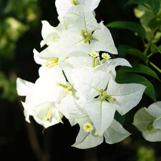 PLANT NOOK Bougainvillea 'Ms Alice White' Live Plant Starter Plug 2-Pack | Pure White Flowering Climbing Vine for Trellis, Patio & Garden | Drought Tolerant, Full Sun Tropical Plant