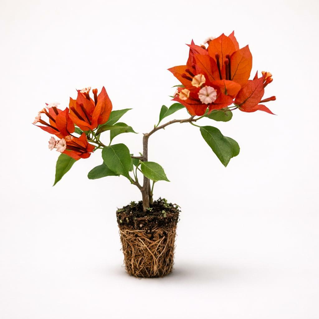 PLANT NOOK Bougainvillea 'Flame' Live Plant Starter Plug 2-Pack | Red Orange Flowering Climbing Vine for Trellis, Fence & Garden | Fast Growing, Drought Tolerant, Full Sun Plant