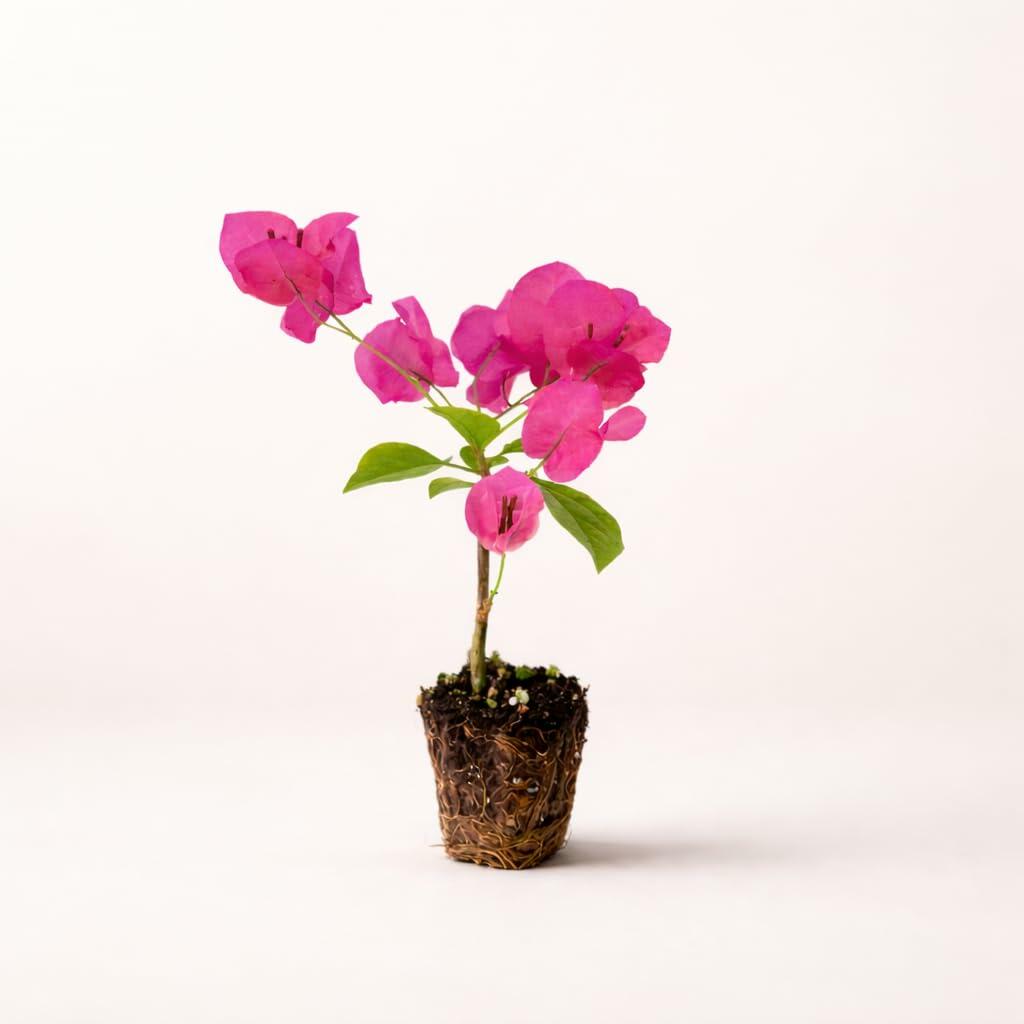 PLANT NOOK Bougainvillea 'Barbara Karst' Live Plant Starter Plug 2-Pack | Magenta Red Flowering Climbing Vine for Trellis, Fence & Garden | Fast Growing, Drought Tolerant, Full Sun Tropical Plant