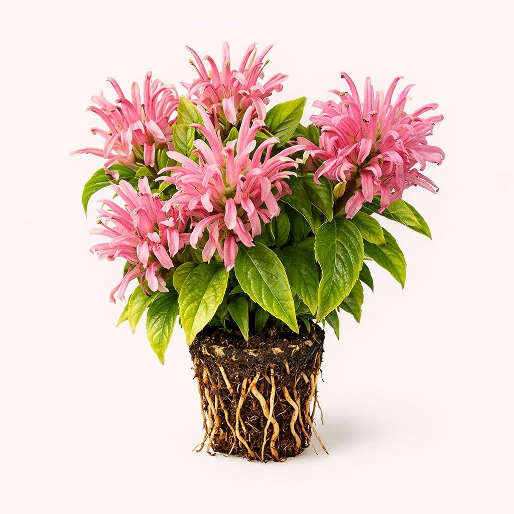 PLANT NOOK Jacobina Pink Live Plant Starter Plug 2-Pack | Justicia carnea Brazilian Plume Flower | Pink Tropical Blooms | Part Shade Flowering Shrub for Pots