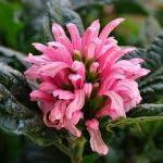 PLANT NOOK Jacobina Pink Live Plant Starter Plug 2-Pack | Justicia carnea Brazilian Plume Flower | Pink Tropical Blooms | Part Shade Flowering Shrub for Pots