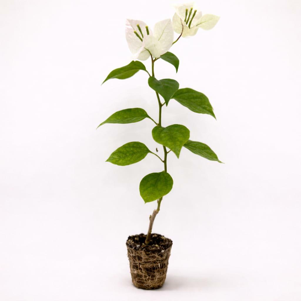 PLANT NOOK Bougainvillea 'Ms Alice White' Live Plant Starter Plug 2-Pack | Pure White Flowering Climbing Vine for Trellis, Patio & Garden | Drought Tolerant, Full Sun Tropical Plant