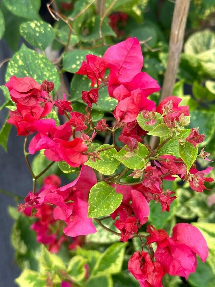 PLANT NOOK Bougainvillea 'Double Red' Live Plant Starter Plug 2-Pack | Deep Red Double-Bract Flowering Vine for Fence, Trellis & Pergola | Vigorous Growth, Full Sun Tropical Plant