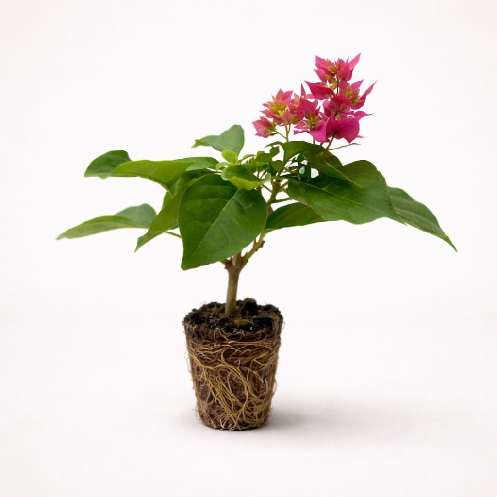 PLANT NOOK Bougainvillea 'Double Red' Live Plant Starter Plug 2-Pack | Deep Red Double-Bract Flowering Vine for Fence, Trellis & Pergola | Vigorous Growth, Full Sun Tropical Plant