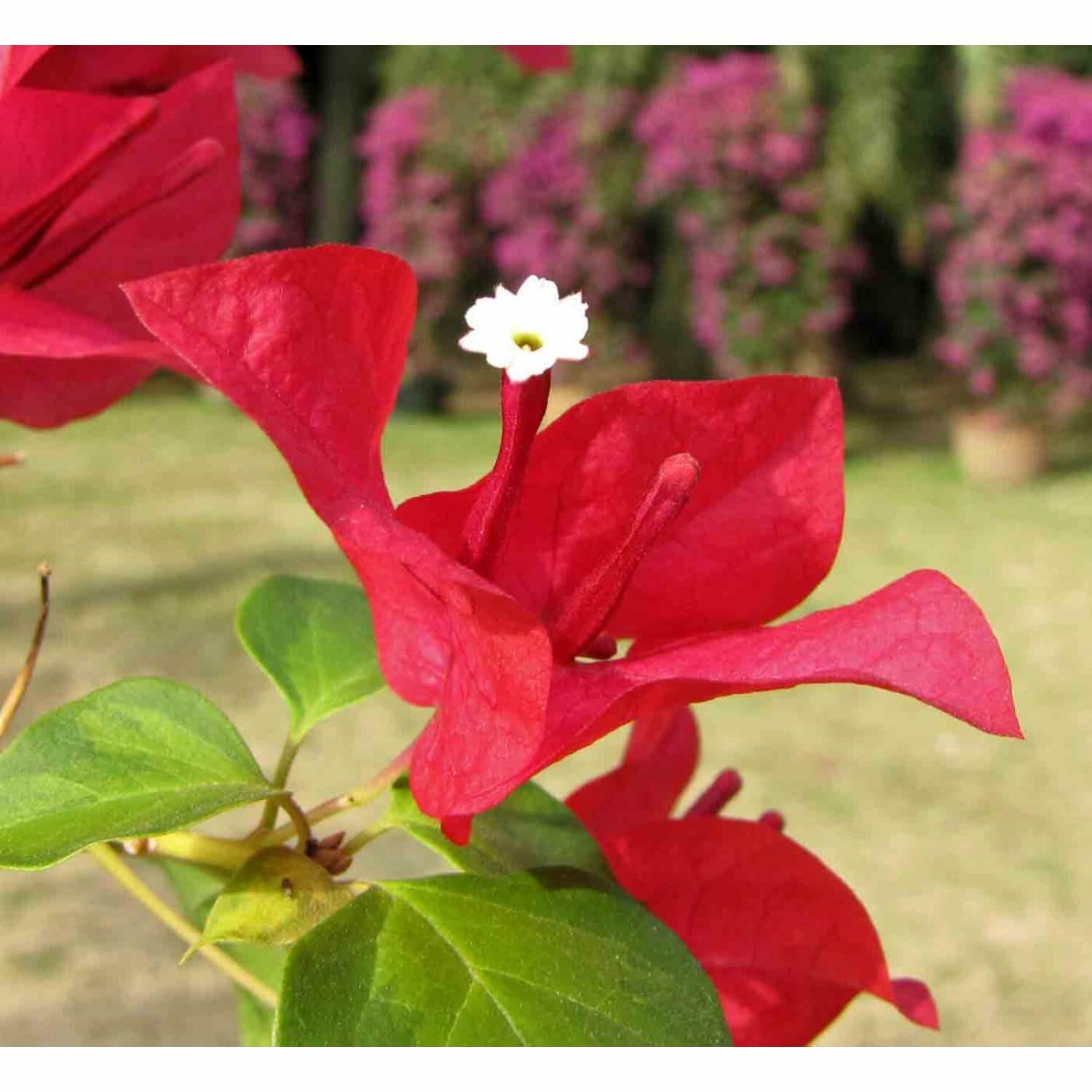 PLANT NOOK Bougainvillea 'Juanita Hatten' Live Plant Starter Plug 2-Pack | Fuchsia Red Flowering Climbing Vine for Trellis, Fence & Garden | Vigorous, Full Sun, Tropical Plant