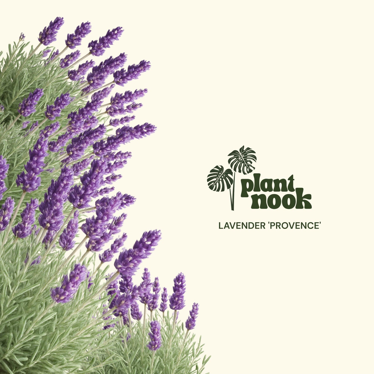 PLANT NOOK Lavender 'Provence' Live Plant Starter Plug 2-Pack | Violet Blue Fragrant Flowering Herb for Hedges, Borders & Containers | Cold Hardy, Drought Tolerant, Full Sun Perennial