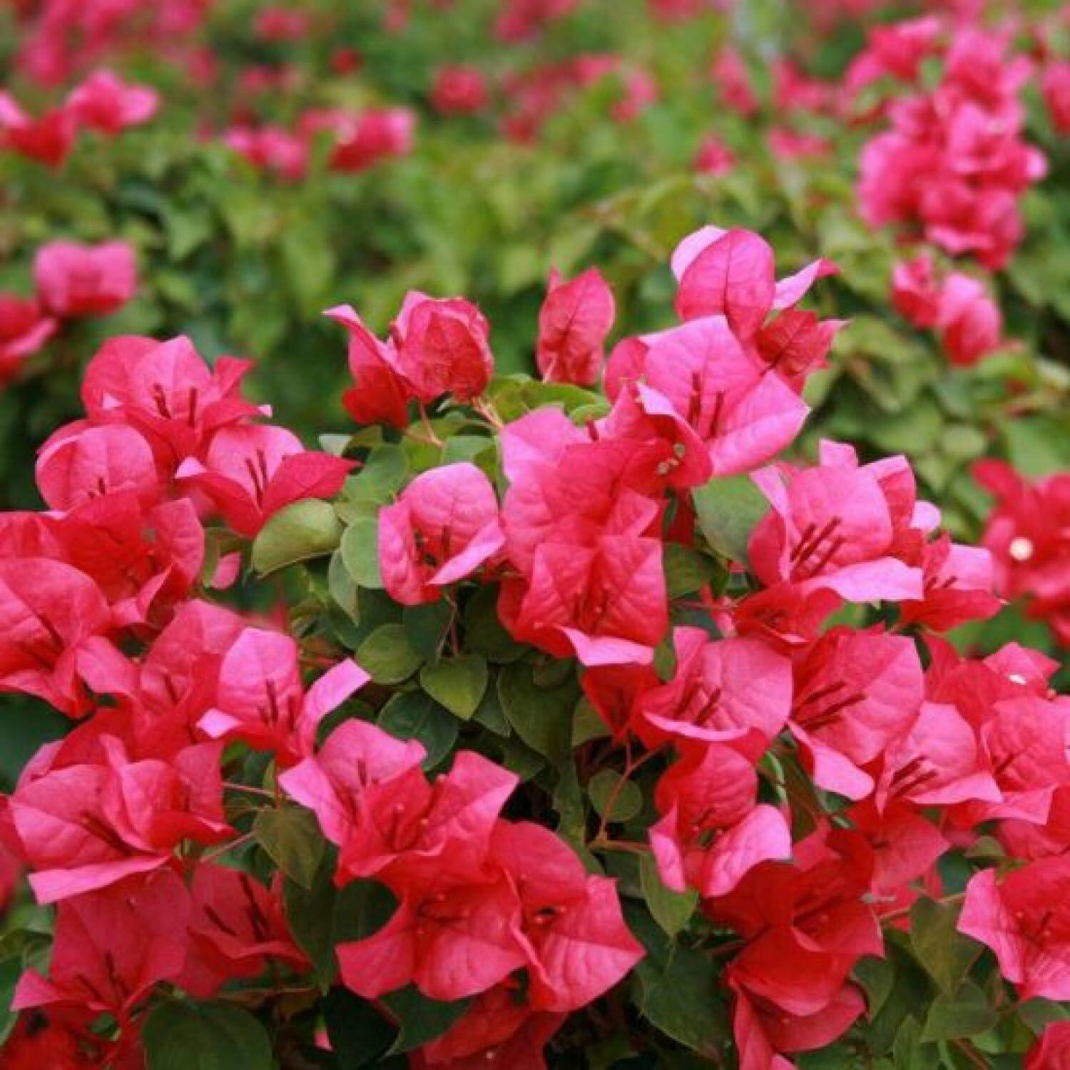 PLANT NOOK Bougainvillea 'Juanita Hatten' Live Plant Starter Plug 2-Pack | Fuchsia Red Flowering Climbing Vine for Trellis, Fence & Garden | Vigorous, Full Sun, Tropical Plant
