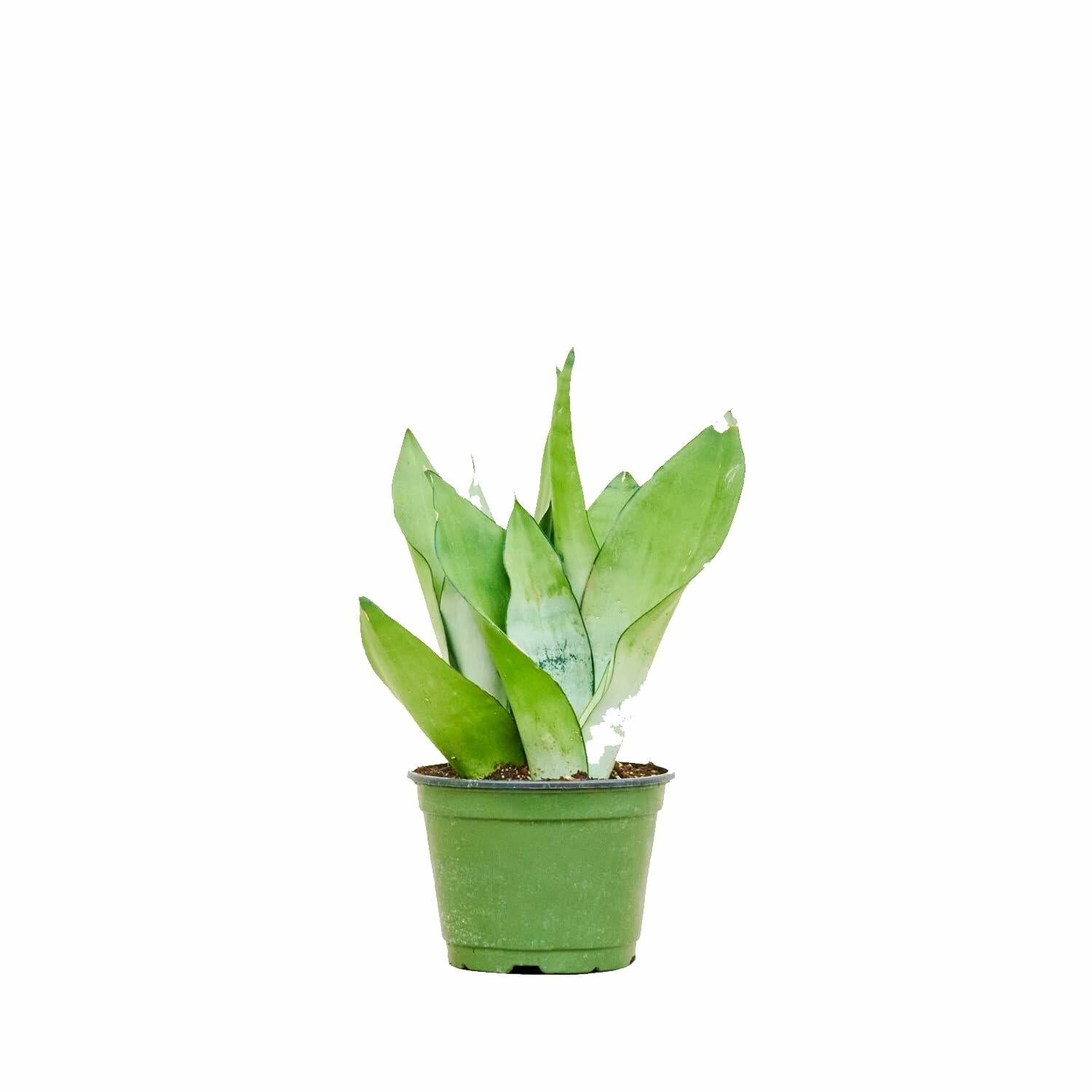 PLANT NOOK Snake Plant 'Moonshine' Live Plant 1 Pack Medium Size | Silver Green Indoor Houseplant Modern Low Light Drought Tolerant Easy Care Sansevieria