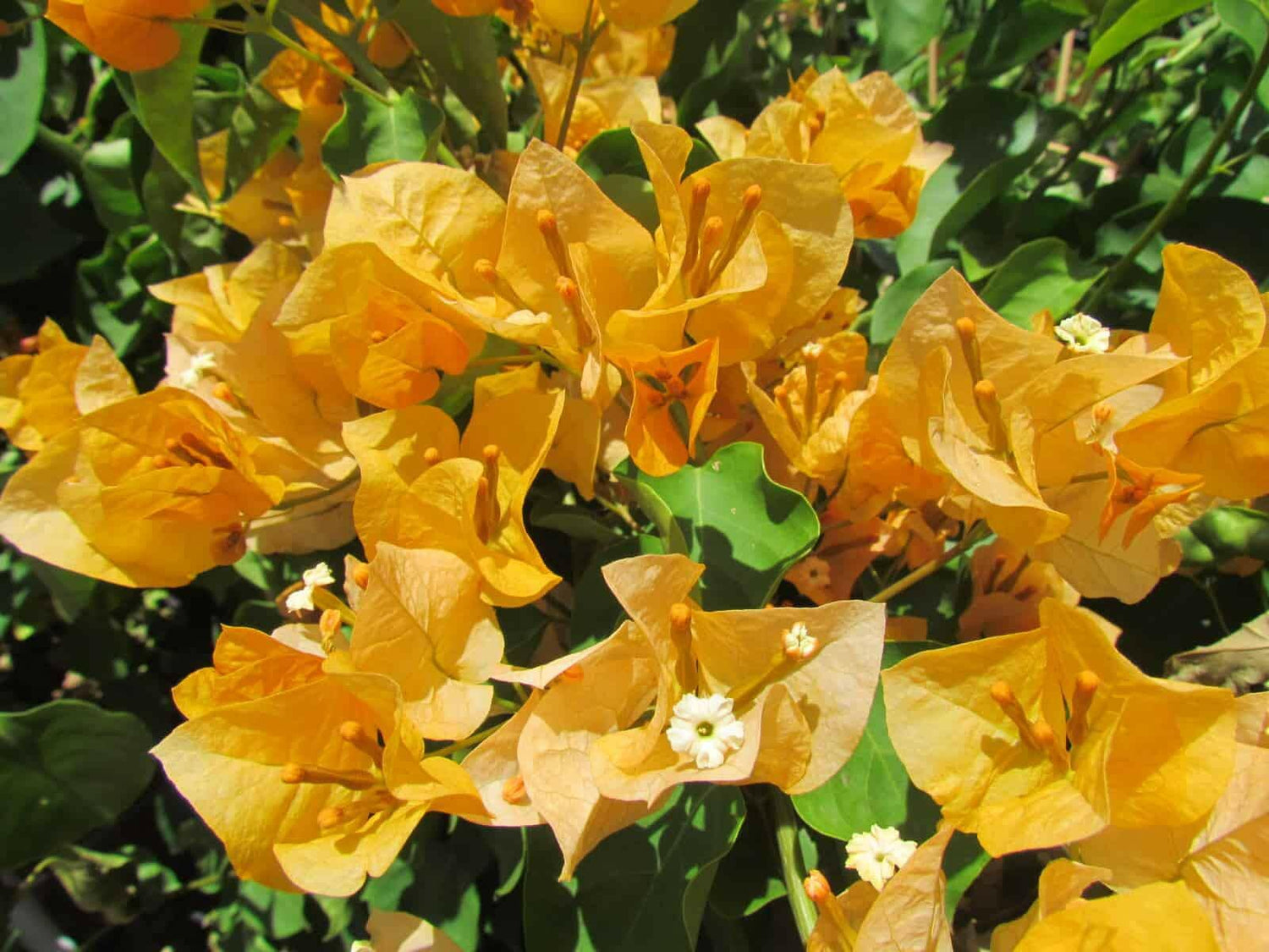 PLANT NOOK Bougainvillea 'California Gold' Live Plant Starter Plug 2-Pack | Golden Yellow Flowering Climbing Vine for Trellis, Fence & Landscape | Fast Growing, Full Sun, Tropical Plant