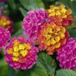 PLANT NOOK Lantana Athens Rose Live Plant Starter Plug 2-Pack | Rose Pink & Yellow Blooms | Heat-Tolerant Butterfly Plant for Pots, Borders & Full Sun Gardens
