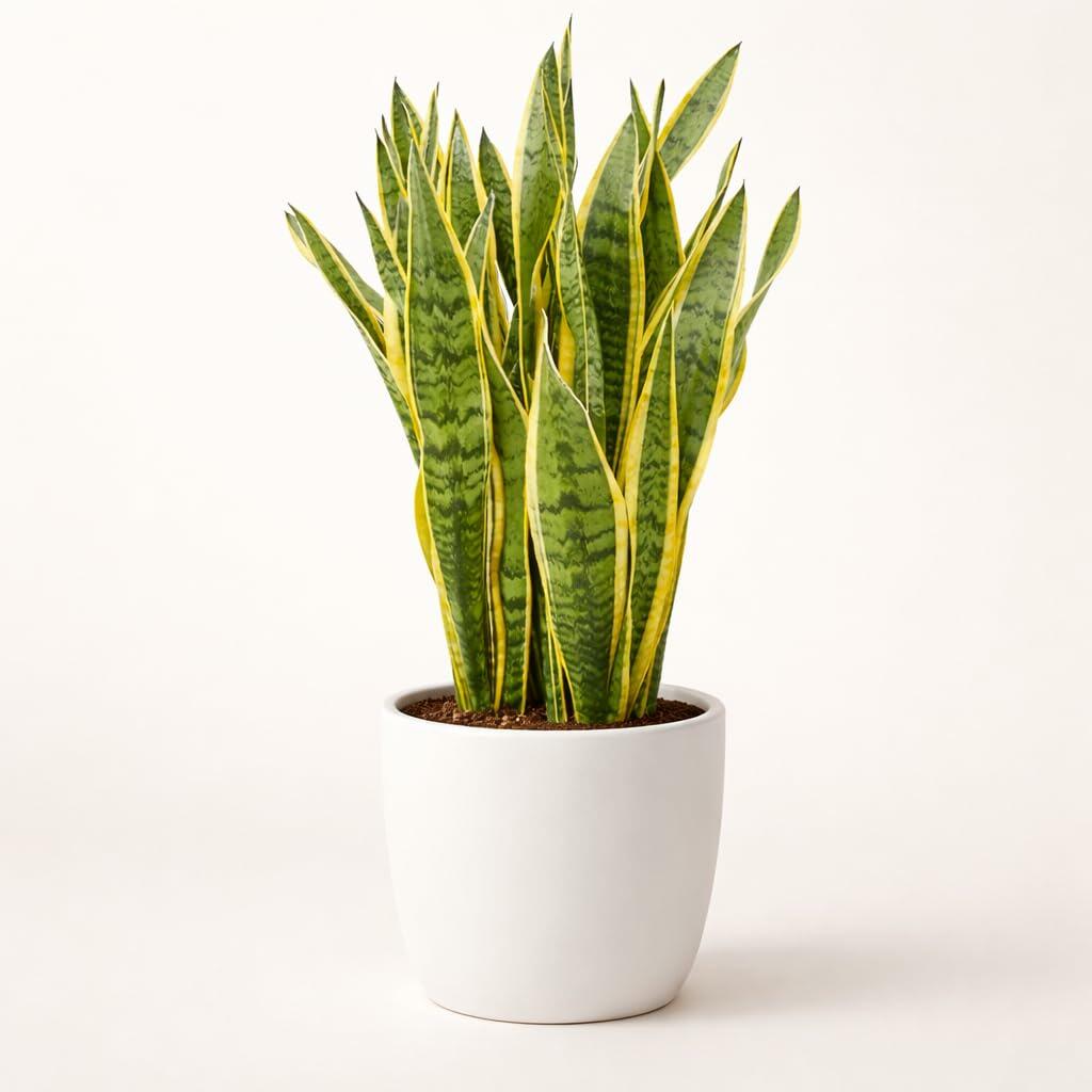 PLANT NOOK Snake Plant 'Sansevieria Laurentii' Live Plant 1 Pack Medium Size | Variegated Yellow Edge Indoor Houseplant Hardy Low Light Drought Tolerant Easy Care Plant
