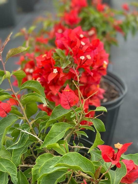 PLANT NOOK Bougainvillea 'Flame' Live Plant Starter Plug 2-Pack | Red Orange Flowering Climbing Vine for Trellis, Fence & Garden | Fast Growing, Drought Tolerant, Full Sun Plant