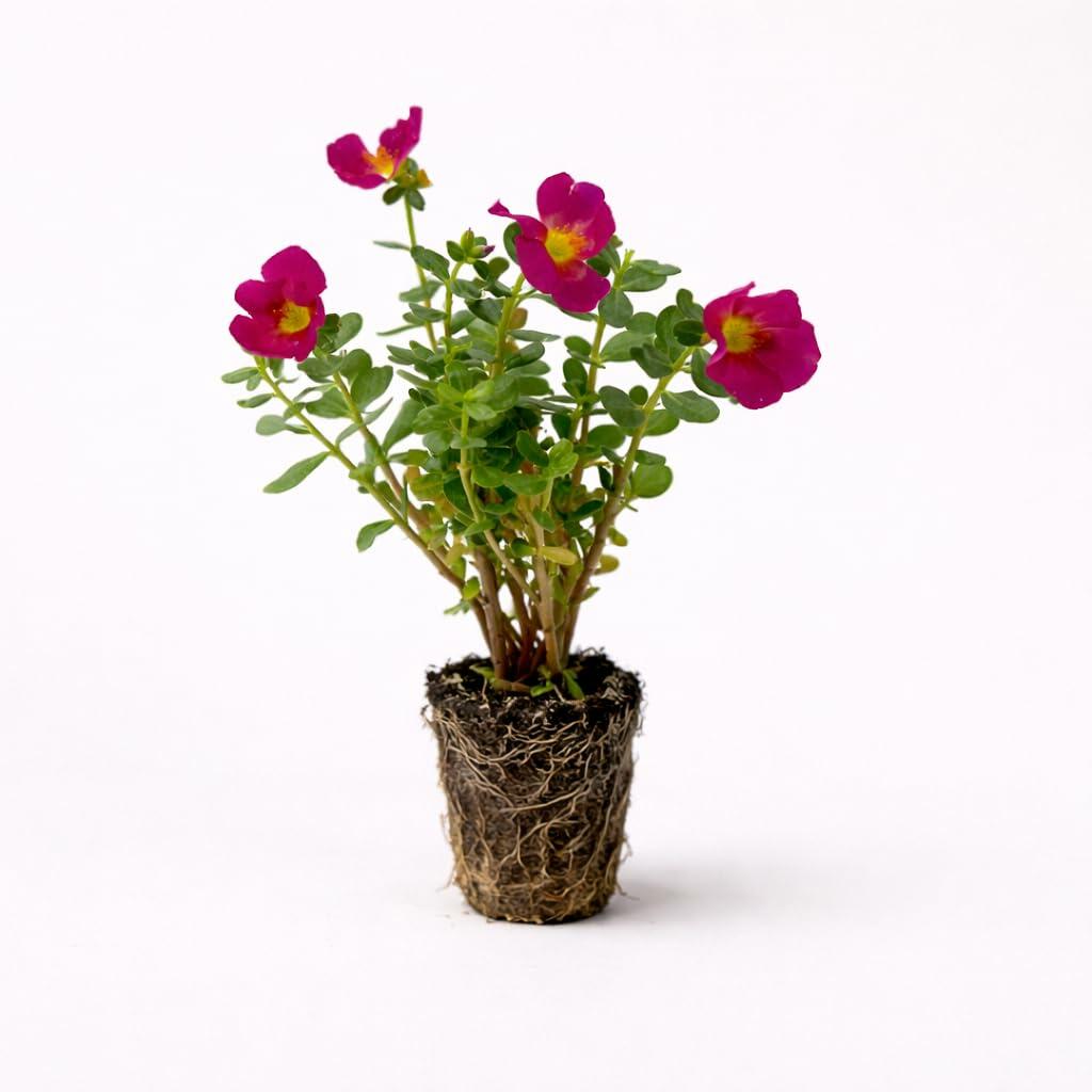 PLANT NOOK Portulaca Pink Glow Live Plant Starter | Hot Pink Moss Rose Flowers | Heat and Drought Tolerant Groundcover | Full Sun, Low Water | Pots, Borders, Hanging Baskets