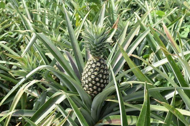 PLANT NOOK Sugarloaf Pineapple (Ananas comosus) Live Plant Starter | White Flesh Variety with Edible Core | Smooth Leaves, Container Friendly | Full Sun Tropical Fruit Plant