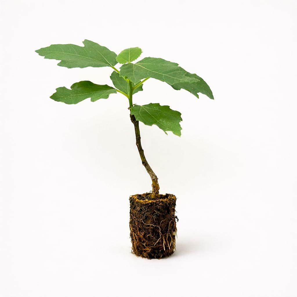 PLANT NOOK Violette de Bordeaux Fig (Ficus carica Violette de Bordeaux) Live Plant Starter Plug 2-Pack | Sweet, Rich Purple-Black Figs with Deep Red Strawberry Pulp