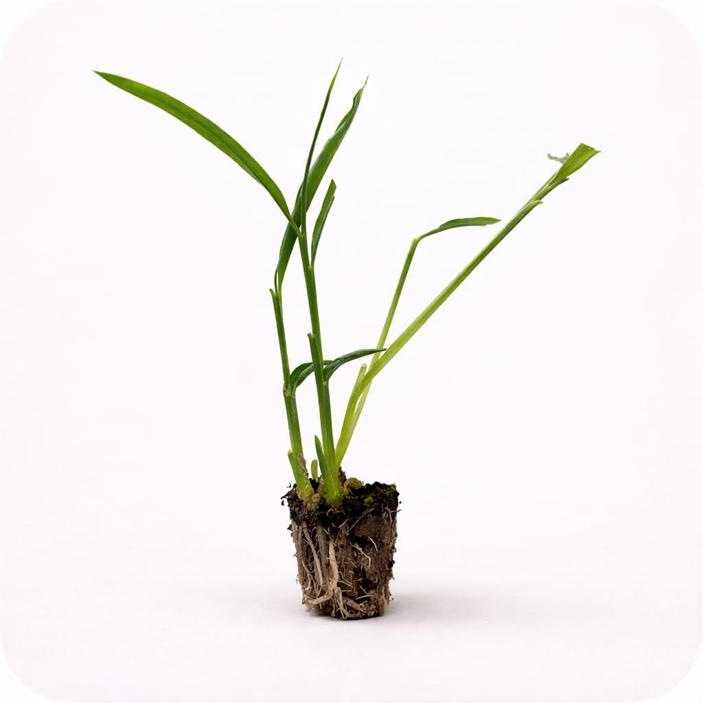 PLANT NOOK Culinary Ginger Roots (Zingiber officinale) Plantable Rhizomes | Grow Fresh Ginger at Home | Container Friendly, Warm Climate Herb | Outdoor or Indoor Starter